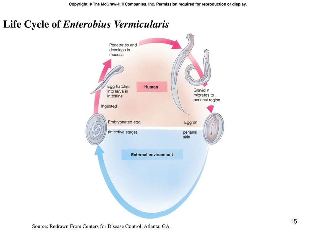 Enterobius vermicularis reproduction, Enterobius vermicularis via de entrada