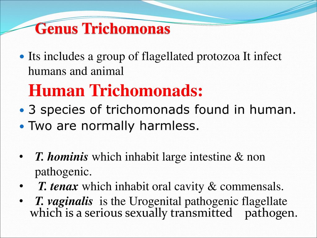 Trichomonas venereal - Trihomonada - alattomos nemi betegség - Betegségek - 
