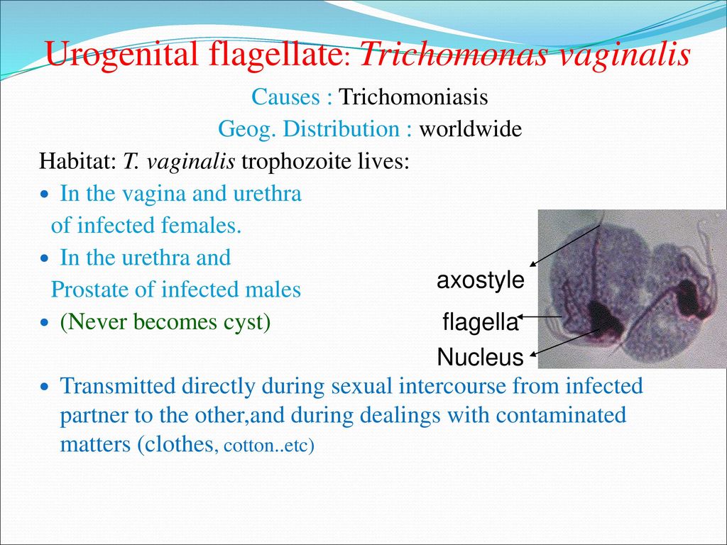 flagellate trichomonas