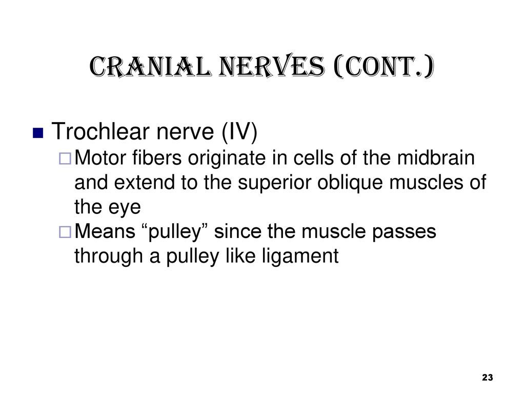 Chapter 14: Peripheral Nervous System - ppt download