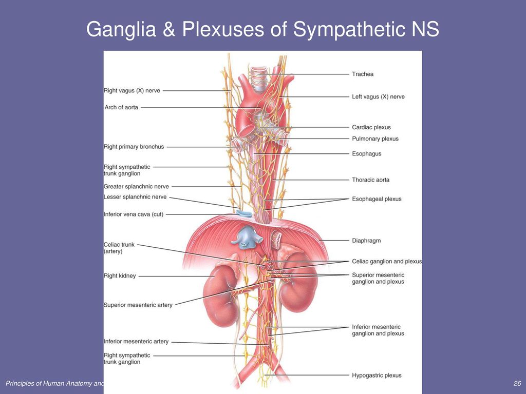 Ganglia & Plexuses of Sympathetic NS