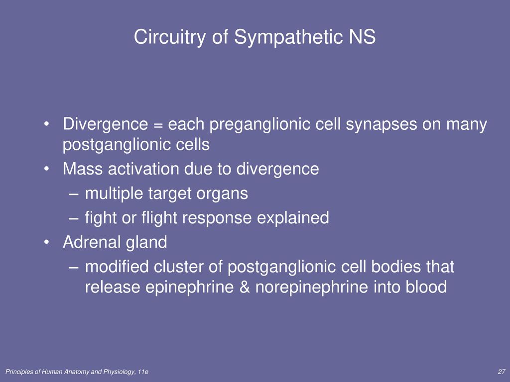 Circuitry of Sympathetic NS