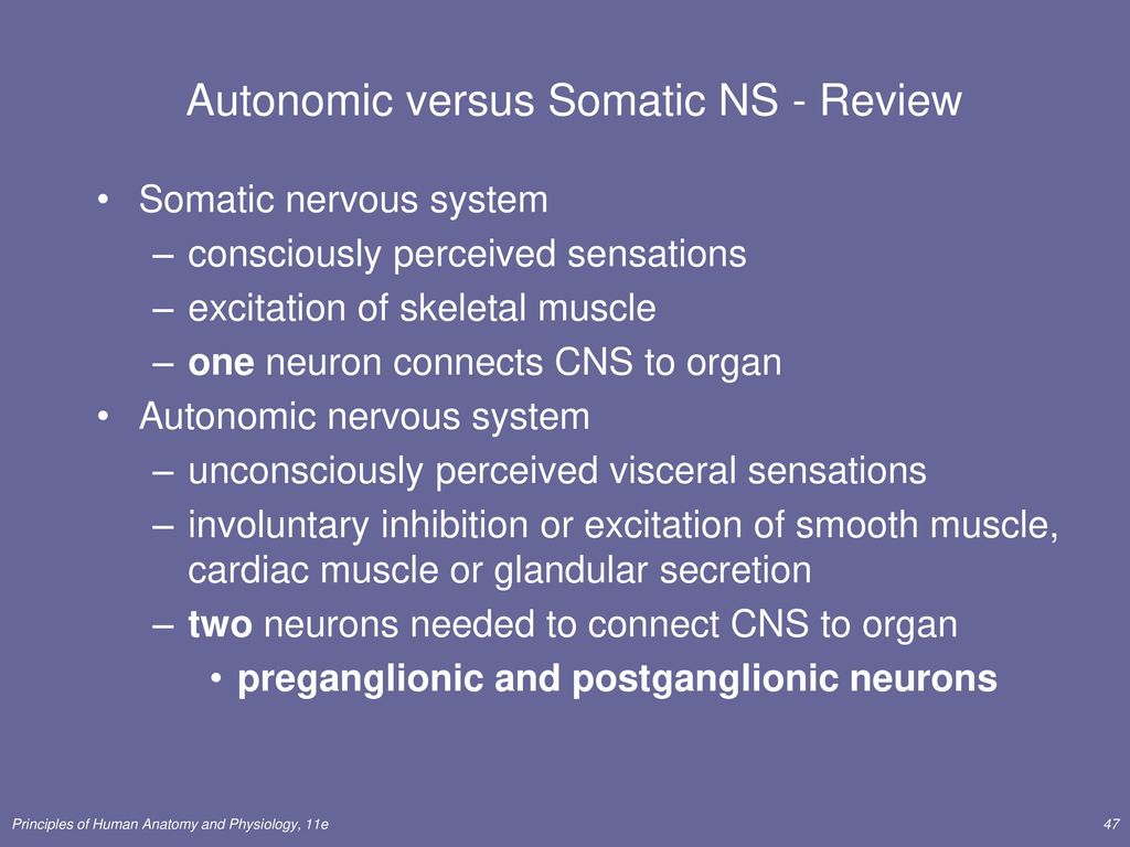 Autonomic versus Somatic NS - Review