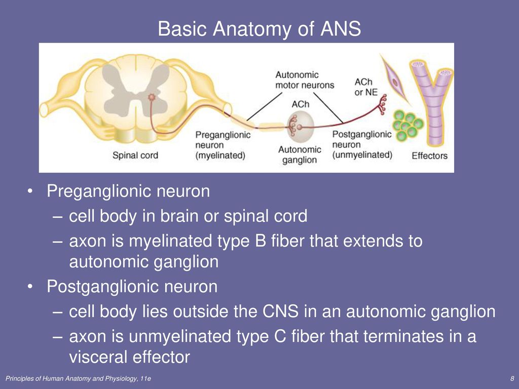 Basic Anatomy of ANS Preganglionic neuron