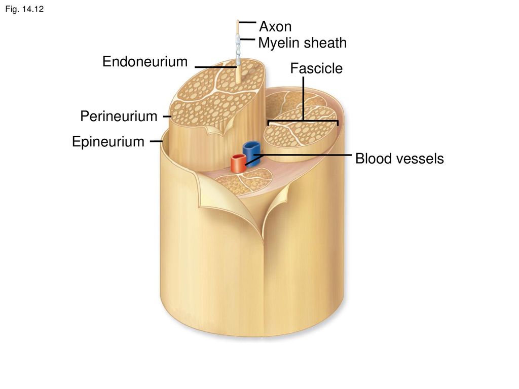 axon fascicle