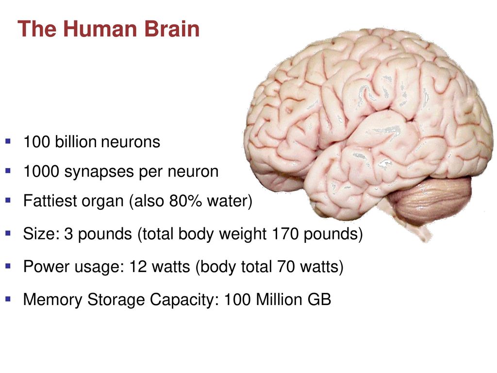 He is a brain. Мозг тема для презентации. Мозг и информация. Physical structure of the Human Brain.