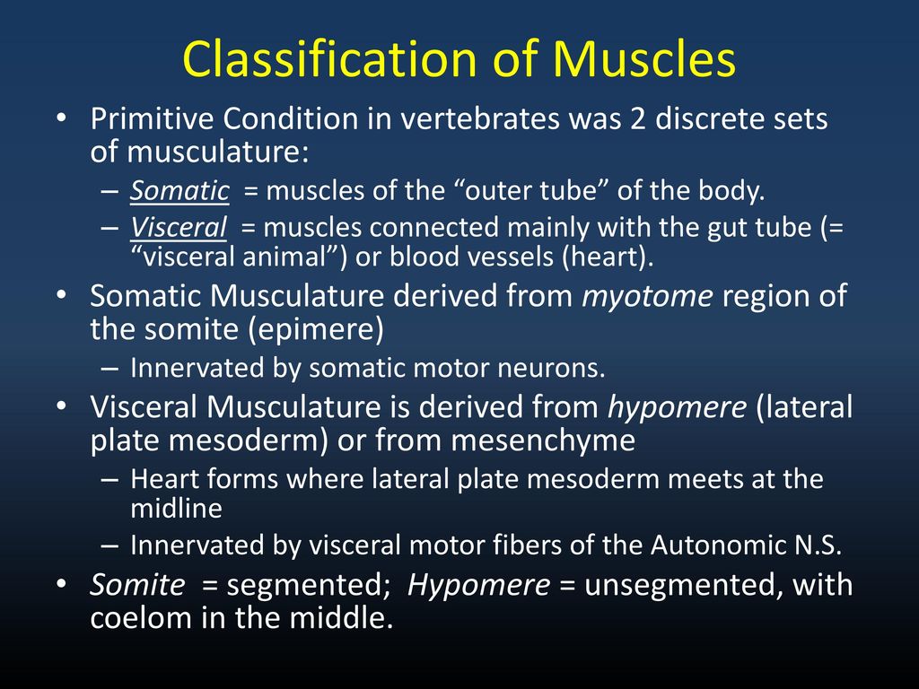 Classification of Muscles
