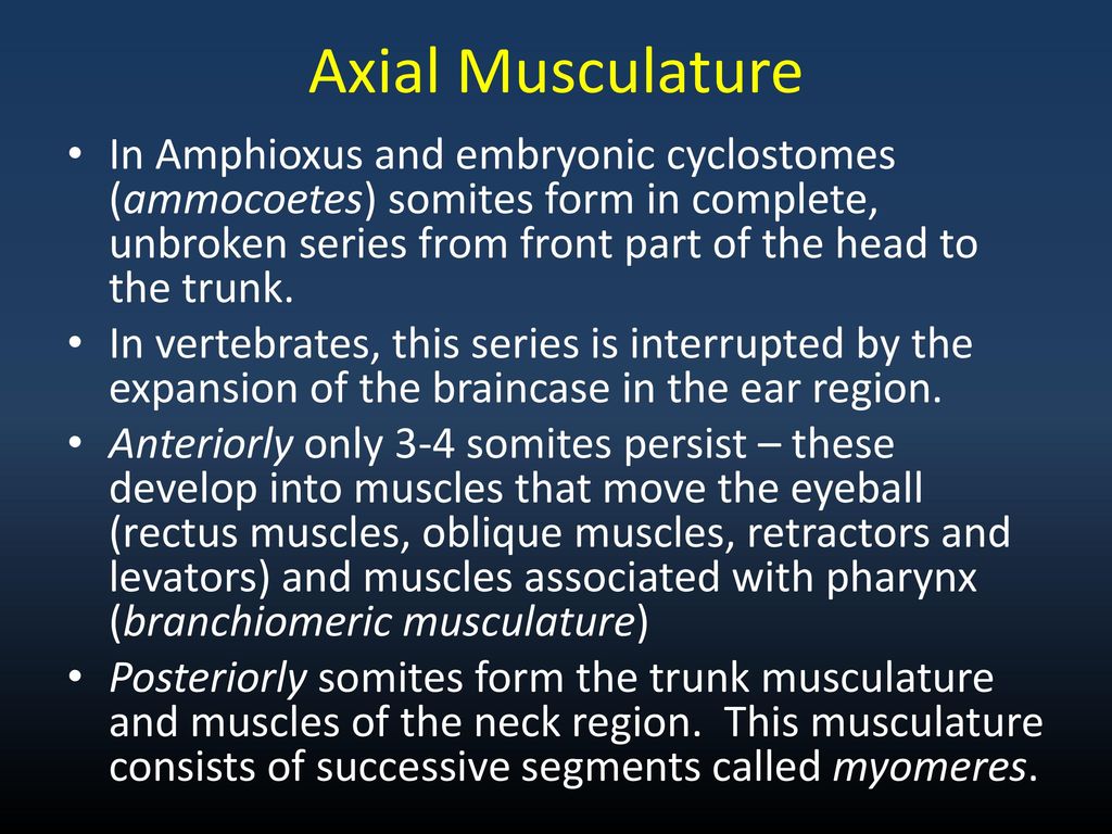 Axial Musculature