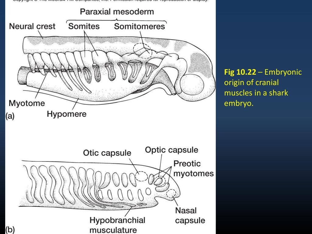 Fig – Embryonic origin of cranial muscles in a shark embryo.