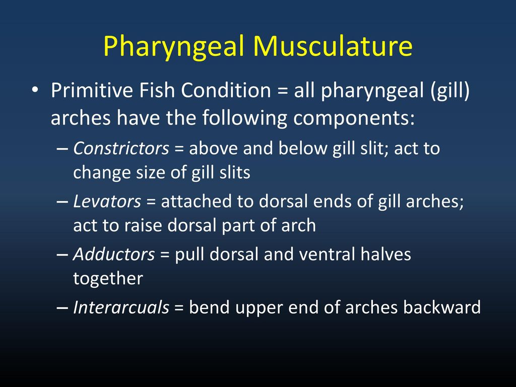 Pharyngeal Musculature