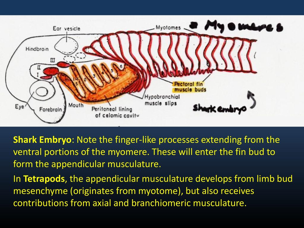 Shark Embryo: Note the finger-like processes extending from the ventral portions of the myomere. These will enter the fin bud to form the appendicular musculature.