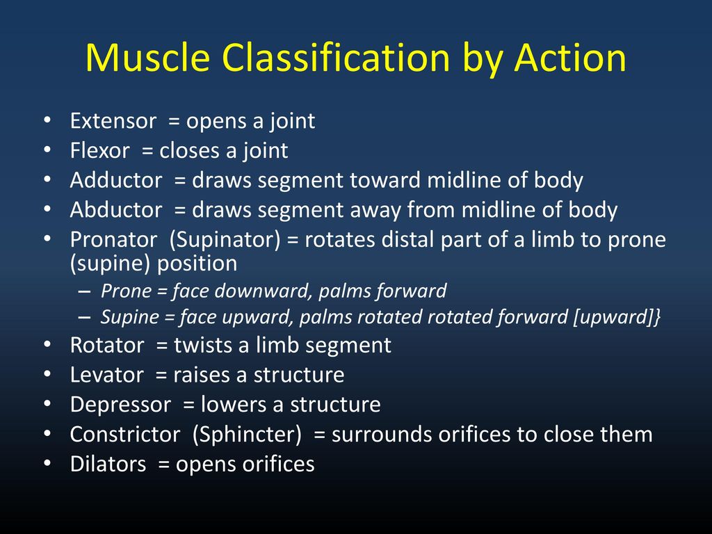 Muscle Classification by Action