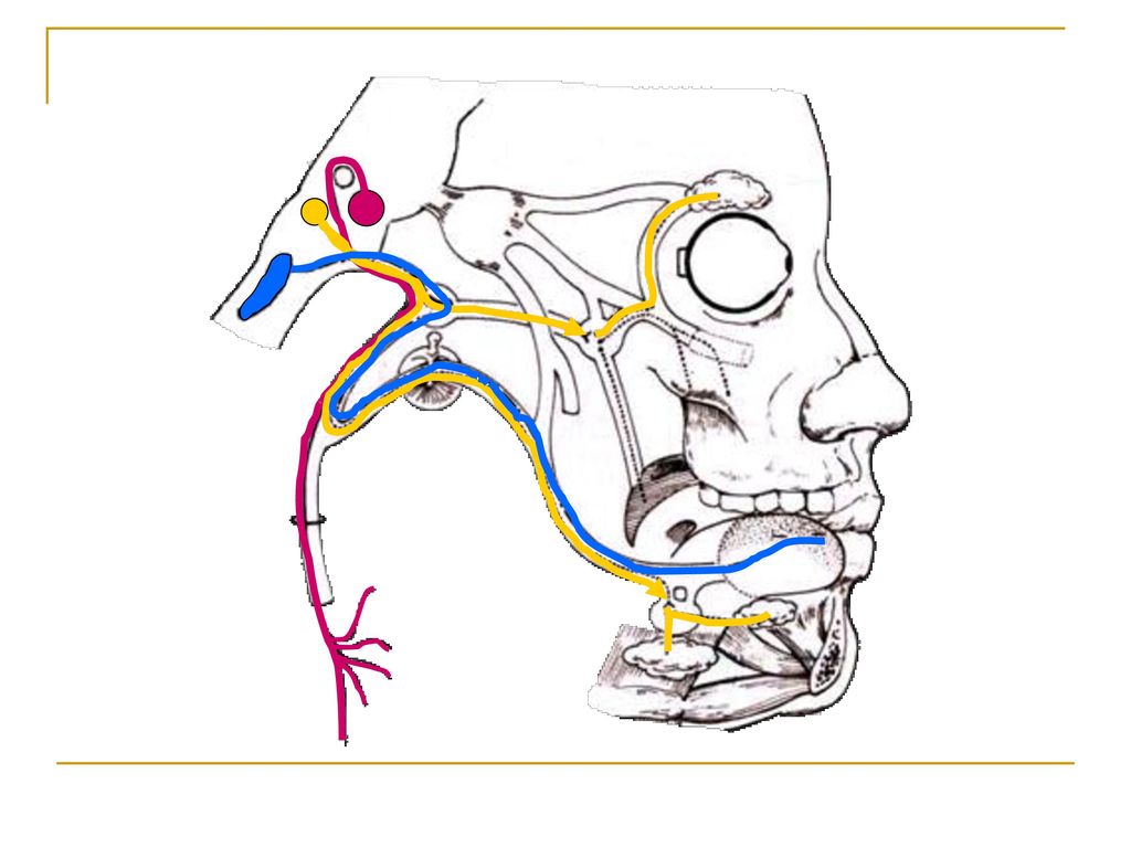 Лицевой нерв череп. Лицевой нерв анатомия. Иннервация тройничного нерва. Тройничный нерв схема. Тройничный нерв Uzi.