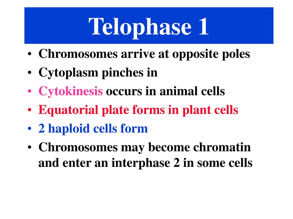 Telophase 1 Chromosomes arrive at opposite poles Cytoplasm pinches in