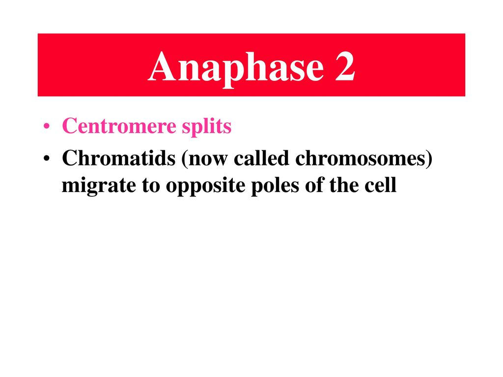 Anaphase 2 Centromere splits