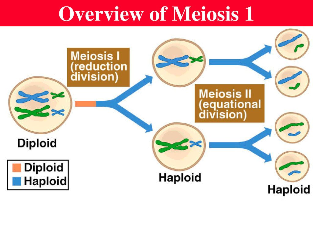Overview of Meiosis 1
