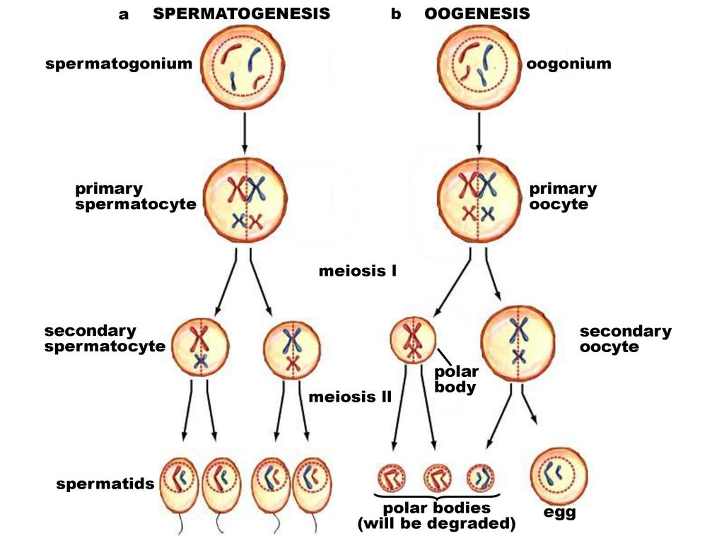 1 meiosis and chromosome number ppt download