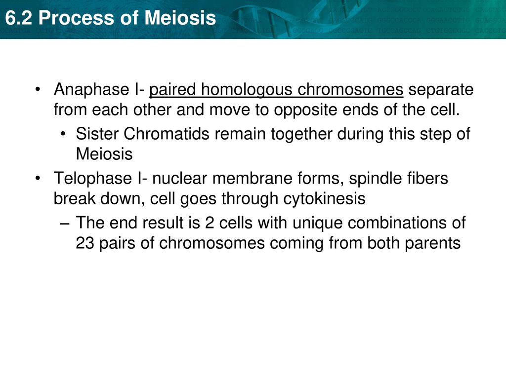 Anaphase I- paired homologous chromosomes separate from each other and move to opposite ends of the cell.