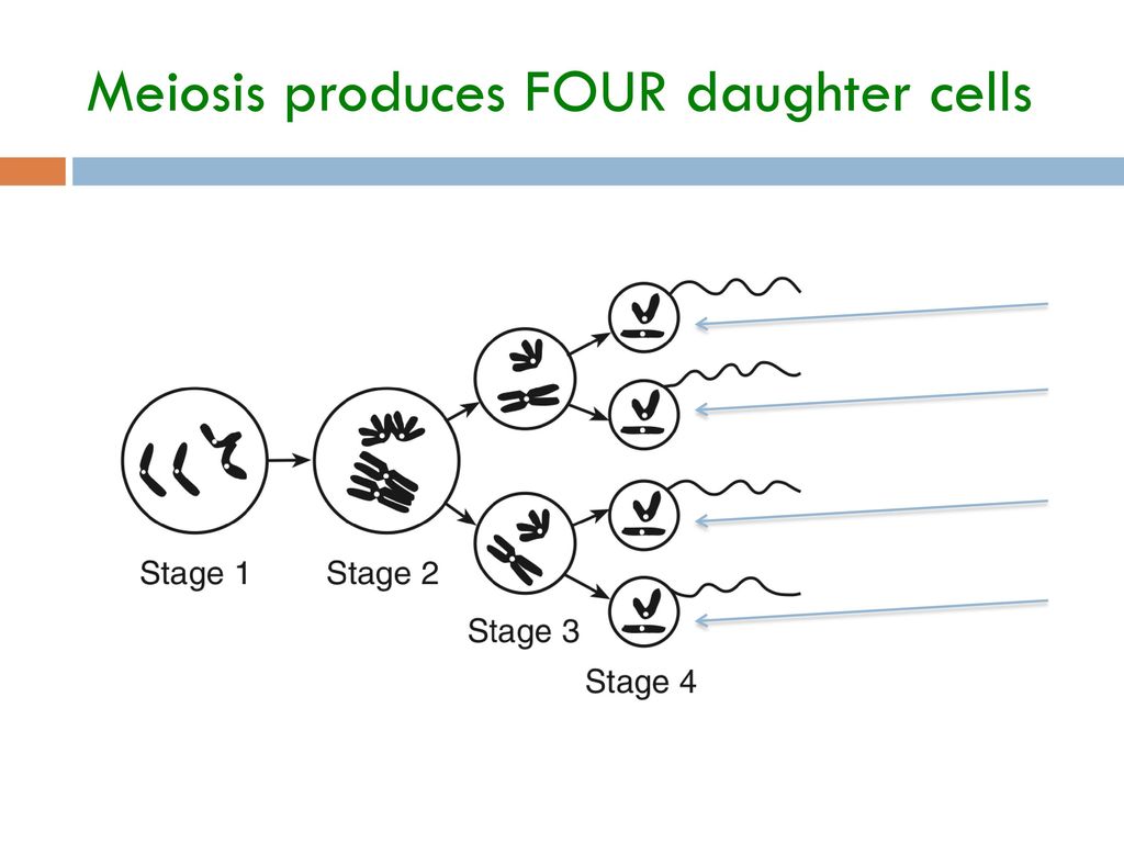 meiosis produces _____ daughter cells