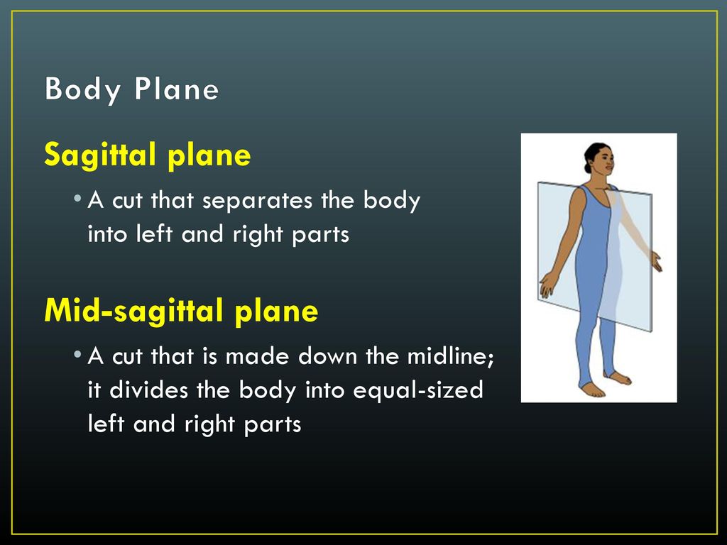 Anatomical Language Directional Terms & Body Planes - ppt download