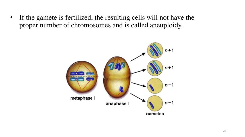 Meiosis & Sexual Reproduction Biology Diagrams
