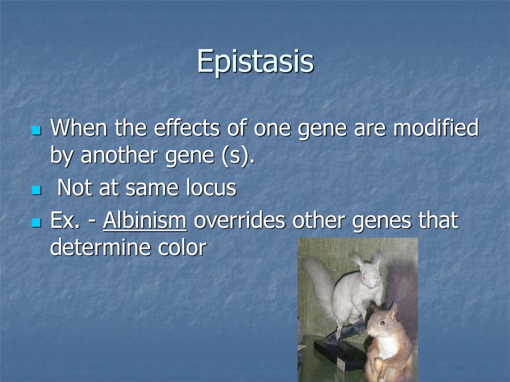 Epistasis When the effects of one gene are modified by another gene (s). Not at same locus.