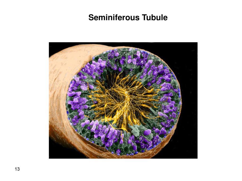 Seminiferous Tubule