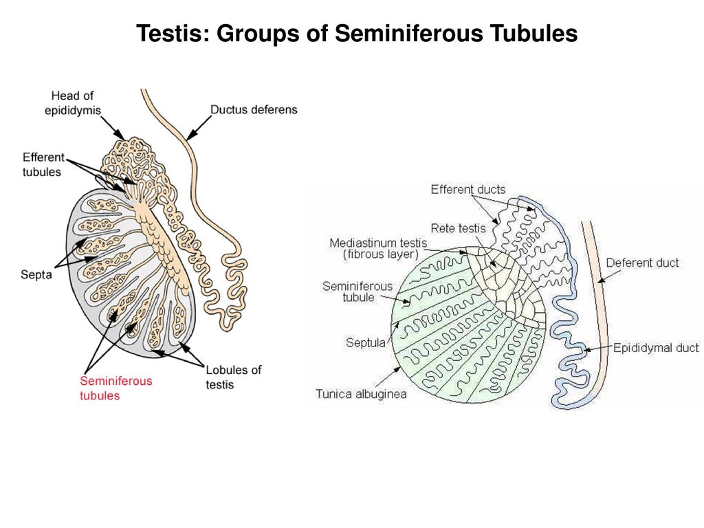 Testis: Groups of Seminiferous Tubules