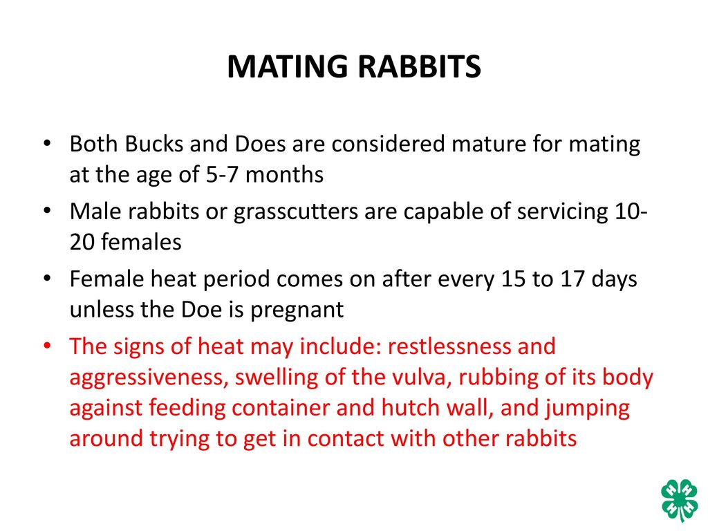 MATING RABBITS Both Bucks and Does are considered mature for mating at the age of 5-7 months.