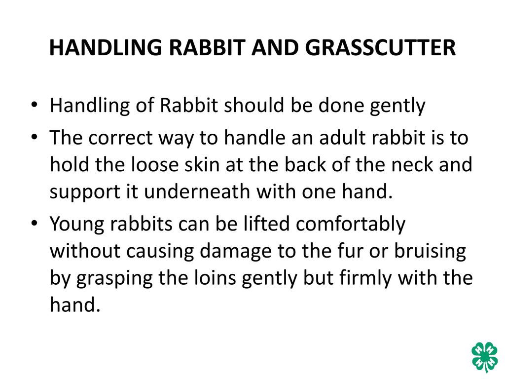HANDLING RABBIT AND GRASSCUTTER
