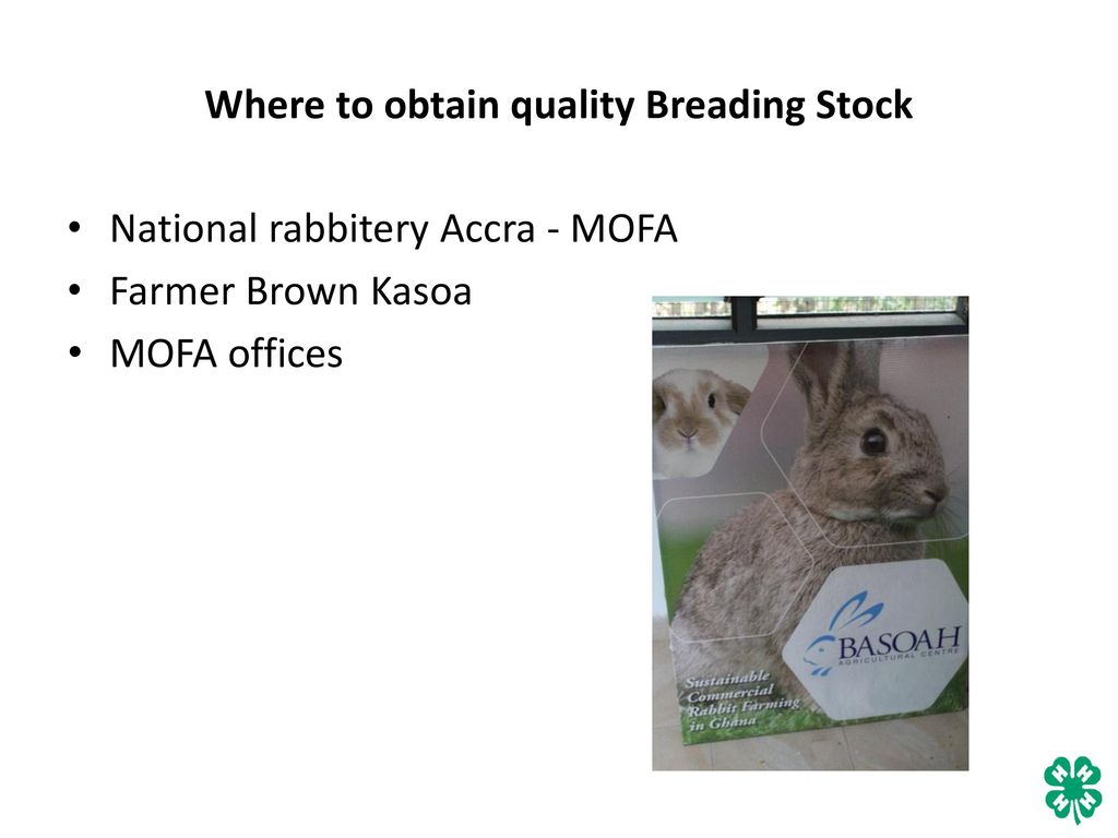 Where to obtain quality Breading Stock