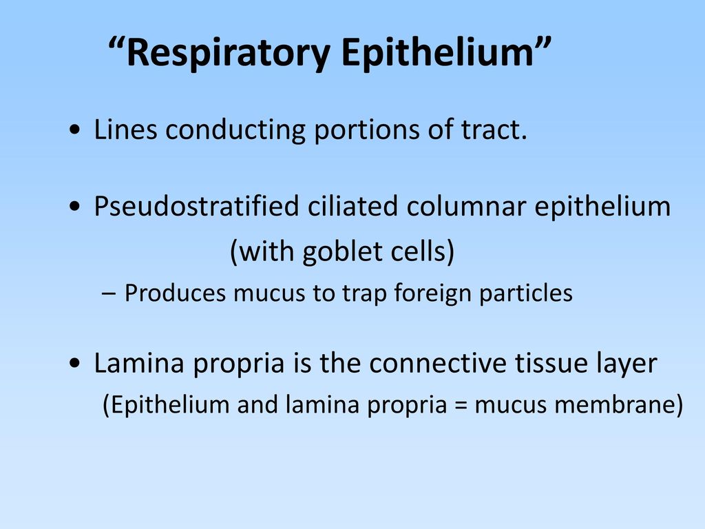 Functions of Respiratory System Ventilation - moves air to and from ...