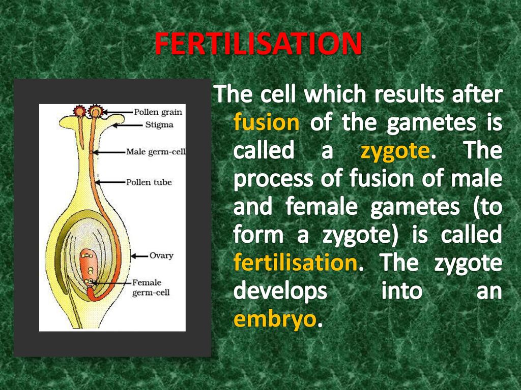 Reproduction In Plants Ppt Download reproduction-in-plants-ppt-download