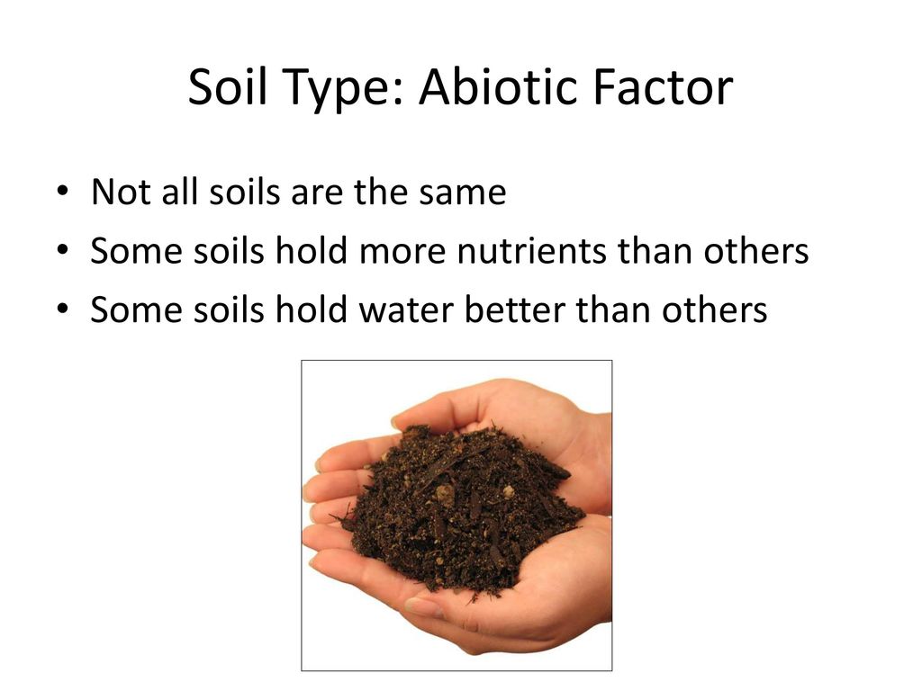 Soil Type: Abiotic Factor