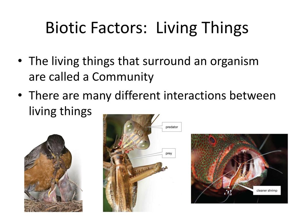 Biotic Factors: Living Things