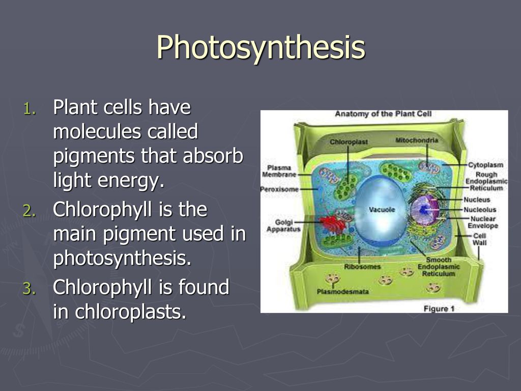 Photosynthesis Plant cells have molecules called pigments that absorb light energy. Chlorophyll is the main pigment used in photosynthesis.