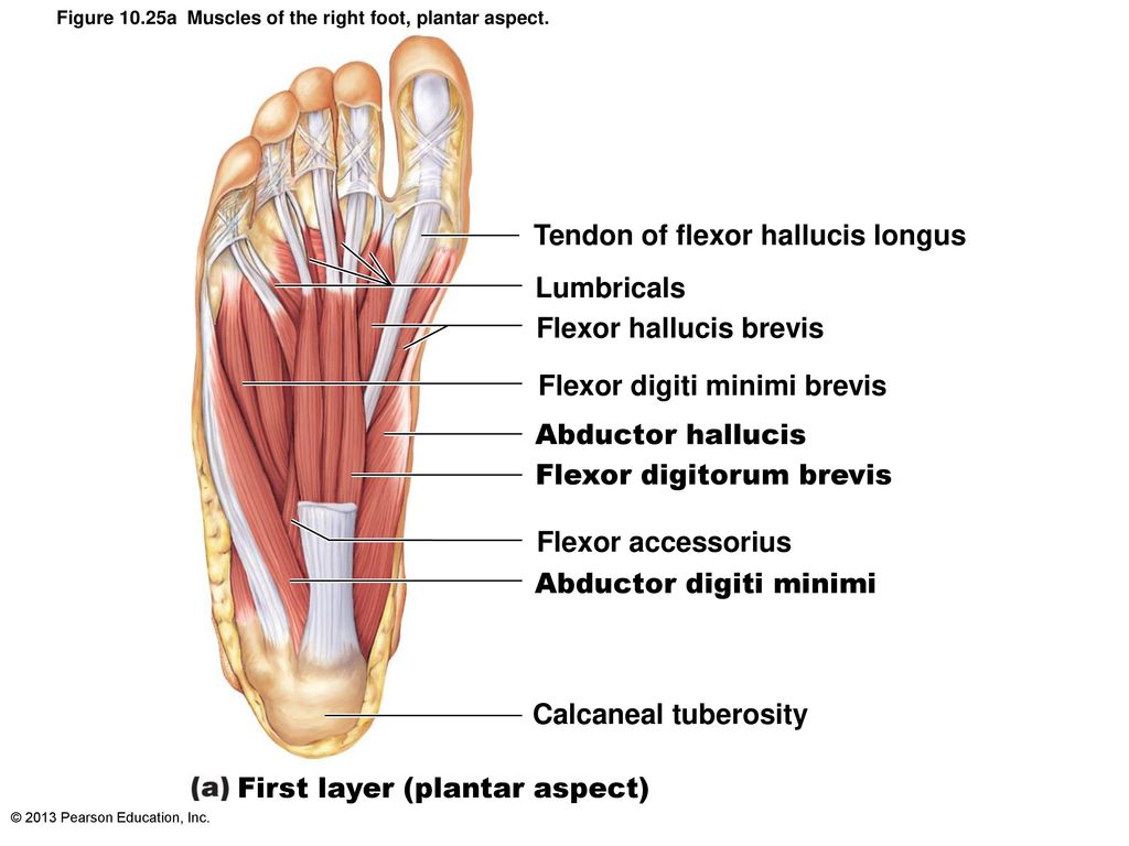 The Muscular System: Part D - ppt download