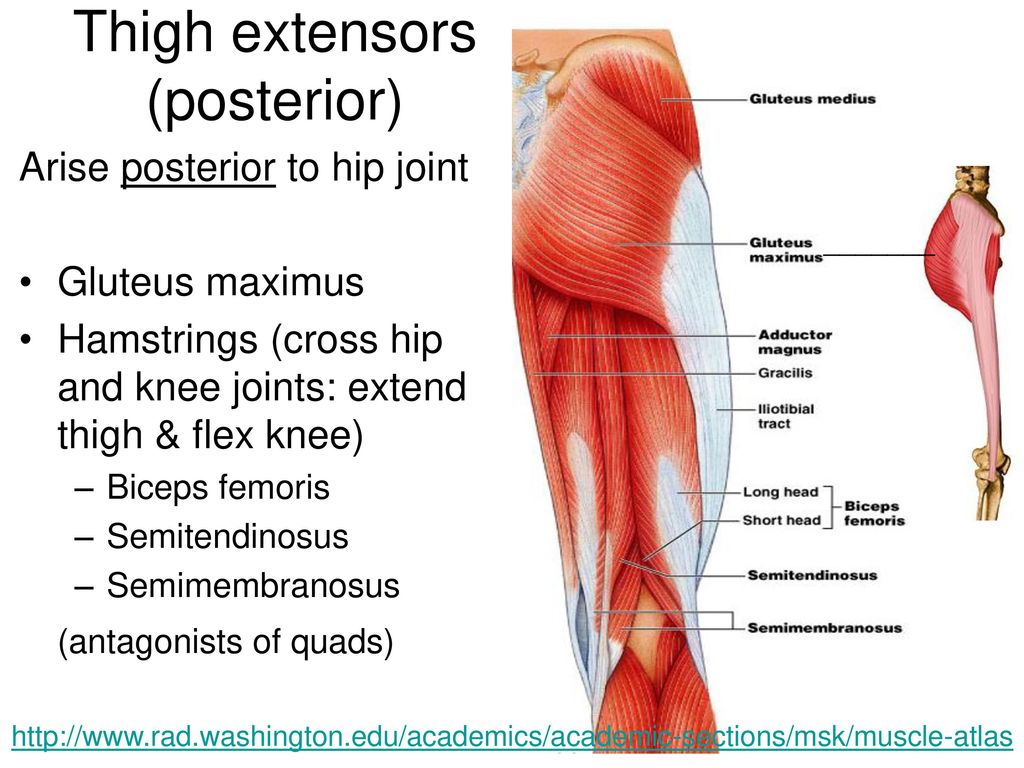 Hamstrings (cross hip and knee joints: extend thigh & flex knee). 
