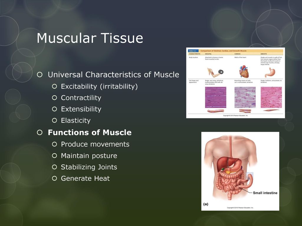 Ch 9 Muscles Turk Ppt Download