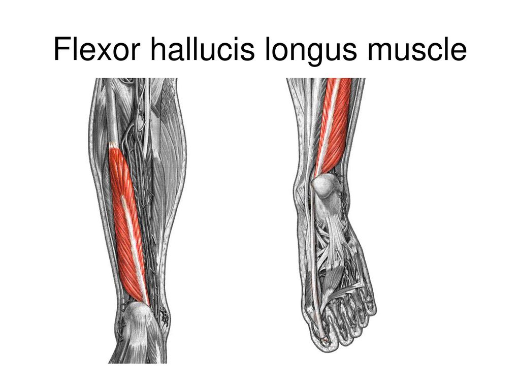 Дергаются мышцы. М. Flexor Hallucis Longus. Extensor Hallucis Longus. Flexor digitorum Longus. Musculus Flexor Hallucis Longus.