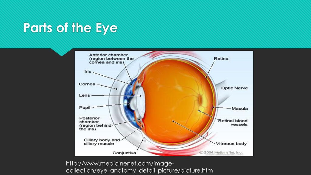 Anatomy of the Eye By: Kaitlyn Stevens, Nicole Morgan, Cayla Campbell ...