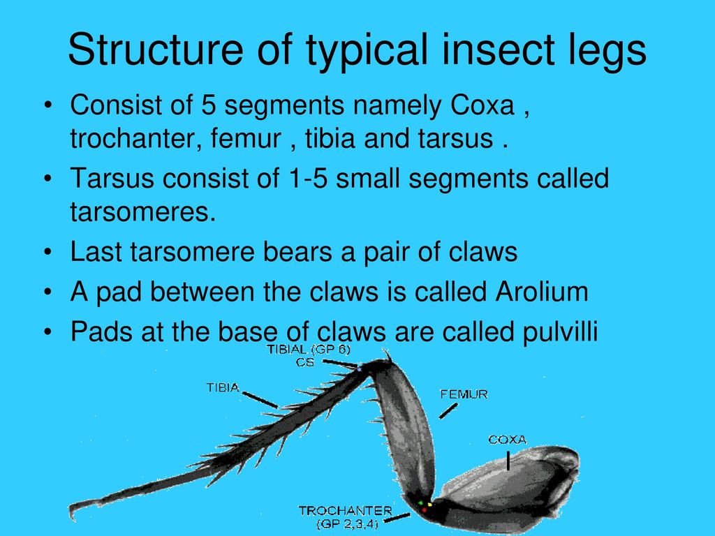 Insect legs. Swimming Leg in insects. Big Arm and 2 Legs insect.