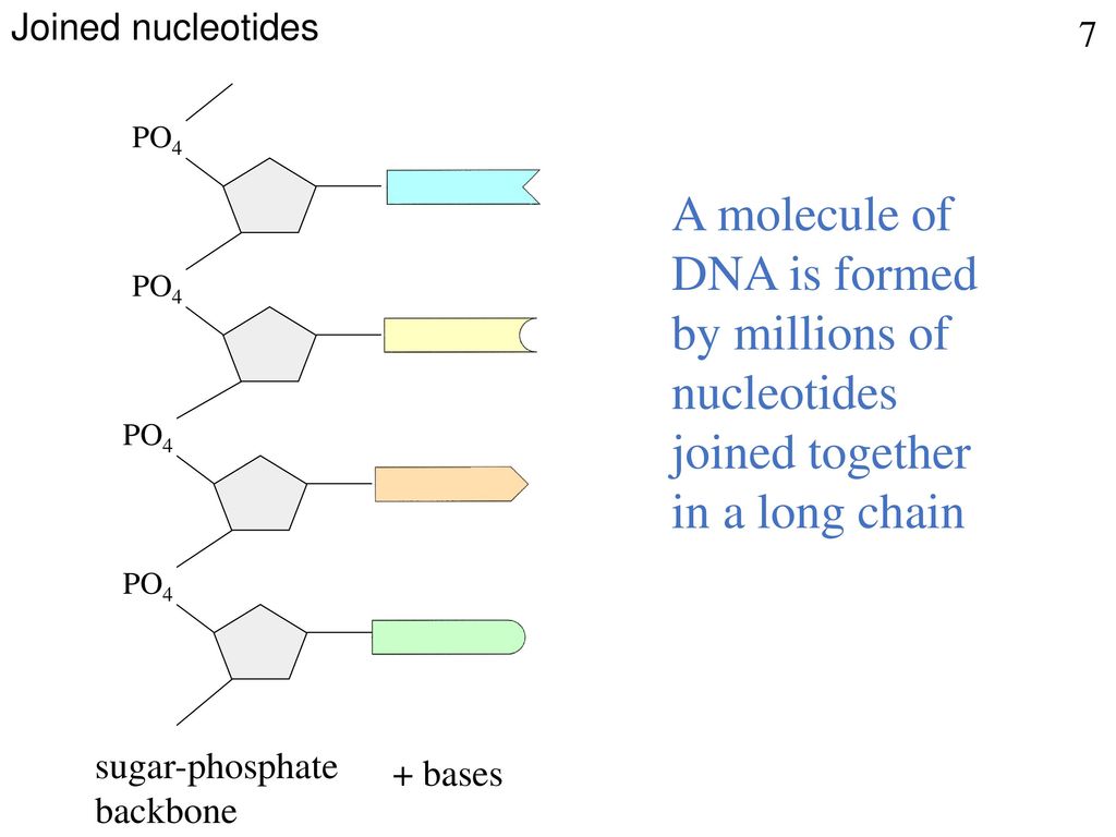 Joined nucleotides 7. PO4. sugar-phosphate. backbone. + bases.