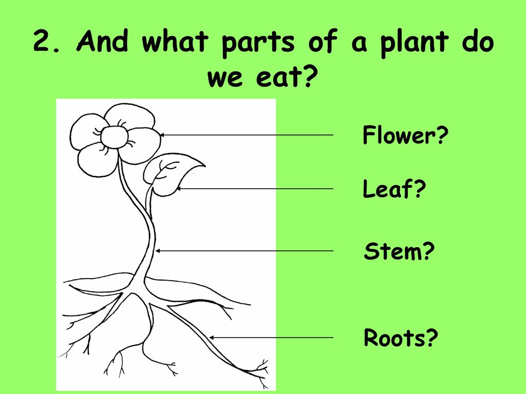 Plant 3 forms. Parts of a Plant. Parts of a Plant цветок. Части растения на английском. Parts of a Plant ESL.