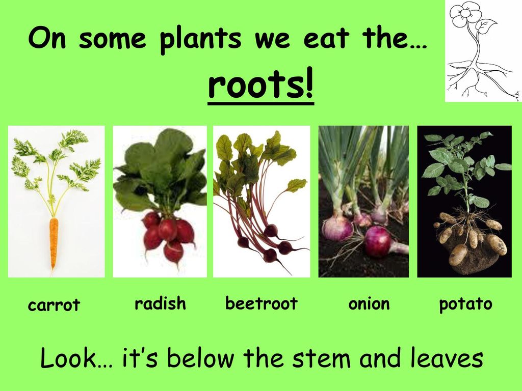 Looking for the plant. Plants we eat. The Plants Parts we eat. Parts of a Plant. Different Parts of a Plant.
