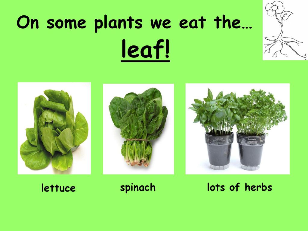 С английского на русский plant. Eat Plants. Plants we eat. Metabolism of Plants. The Plants Parts we eat.