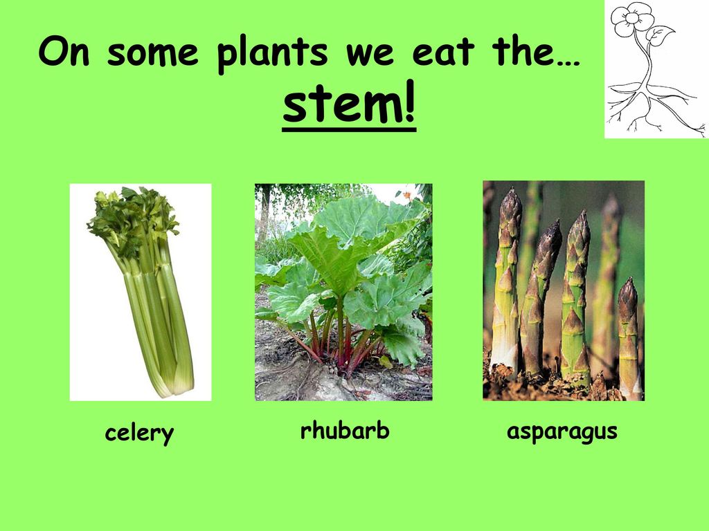 С английского на русский plant. Plants we eat. Stem. The Plants Parts we eat. Plant names.
