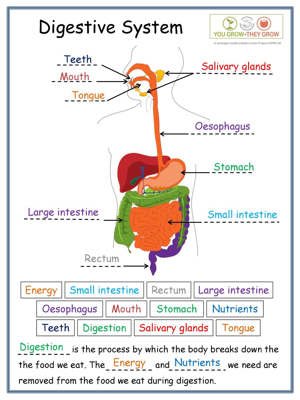 salivary glands diagram for kids