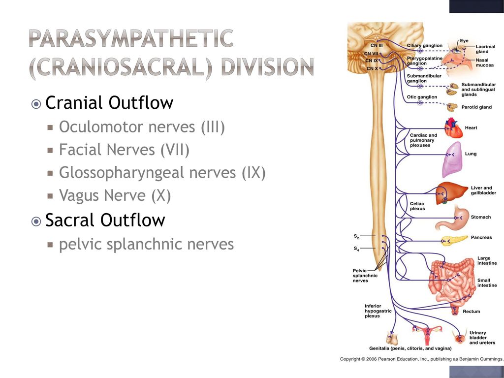 Autonomic Nervous System - ppt download