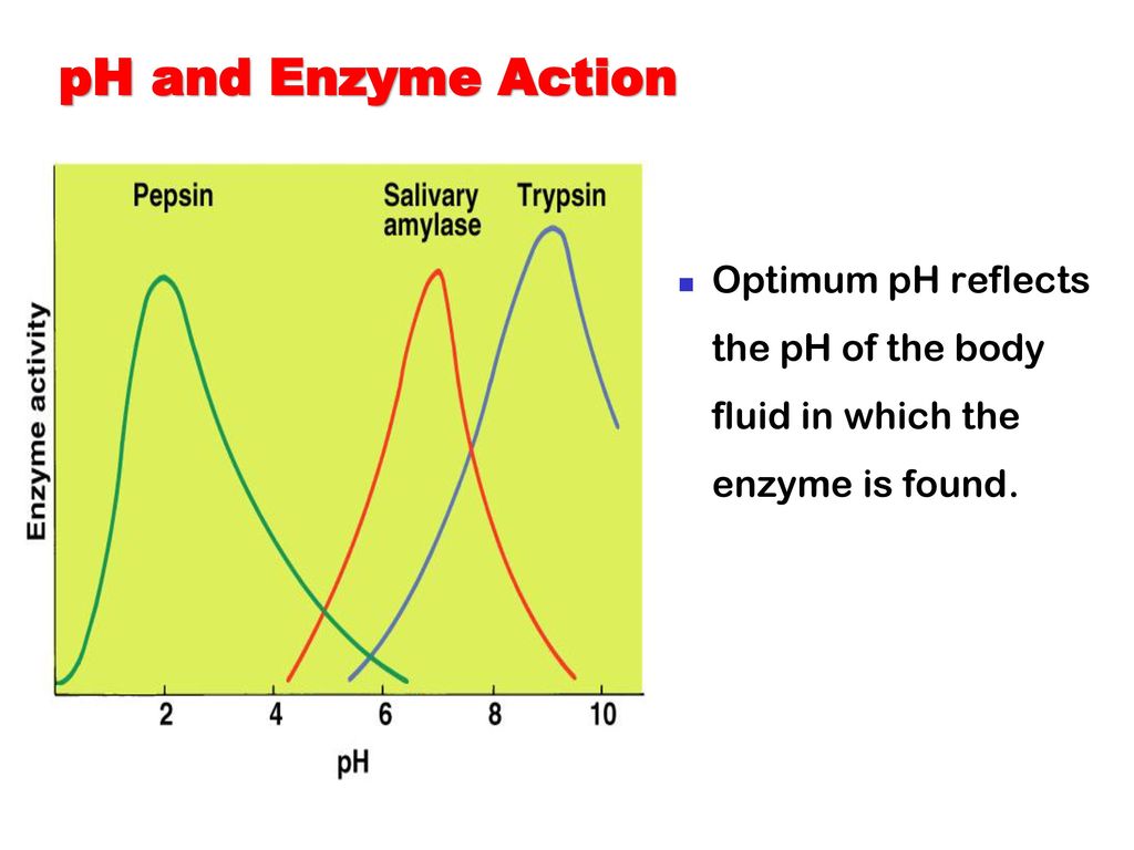 Enzymes Factors Affecting Enzymatic Activity Enzyme Inhibition Ppt 